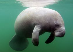 Manatee at Crystal River FL. Camera Nikon d-200 by Ray Eccleston 